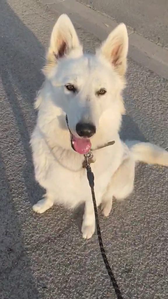 Un berger blanc suisse assis en promenade