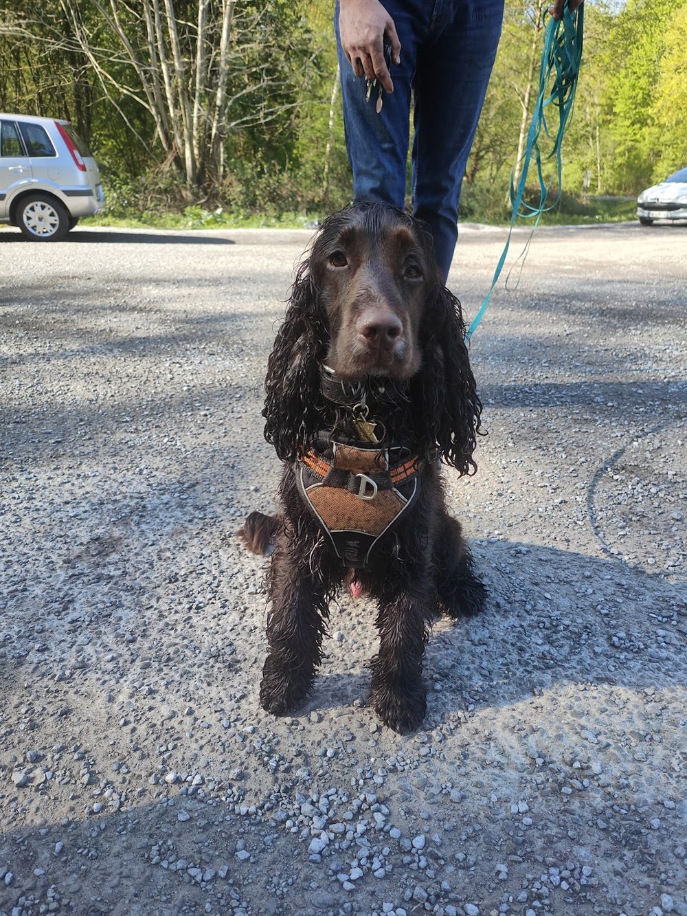 Un cocker marron en harnais pendant une promenade