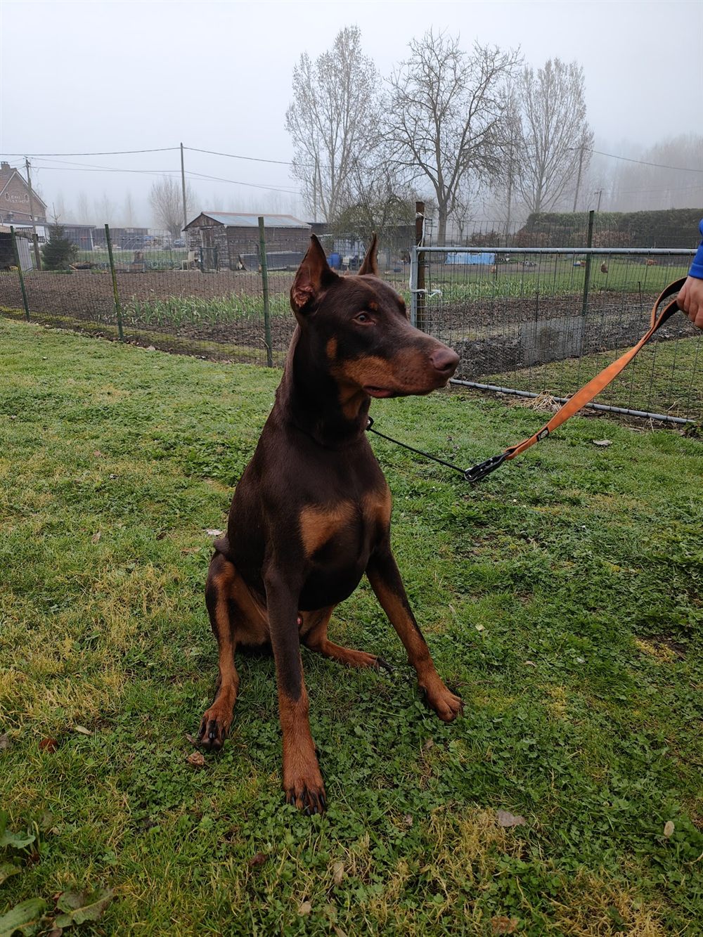 Un dobermann assis dans un pré, tenu en laisse