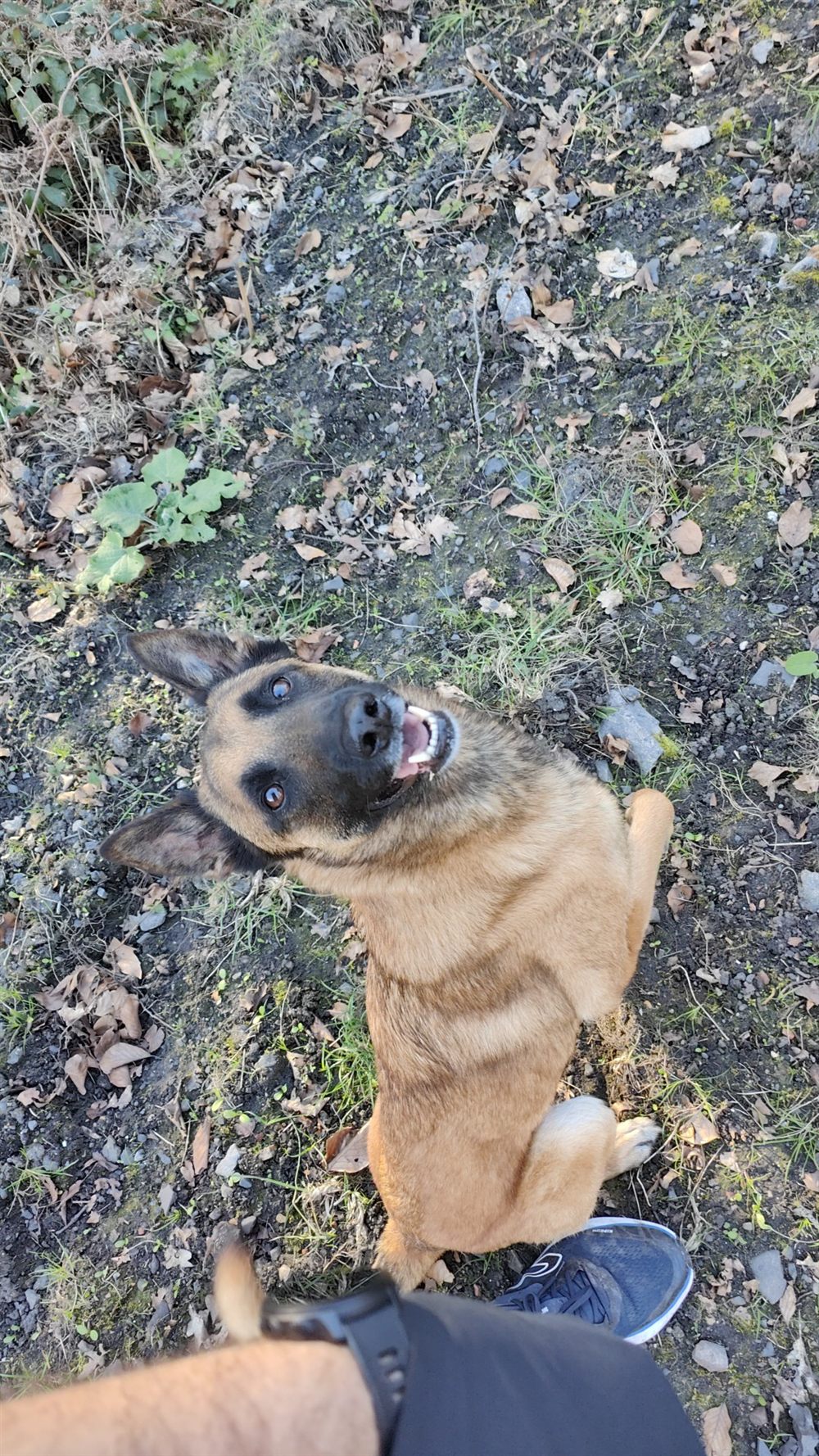 Un malinois qui lève la tête vers son éducateur