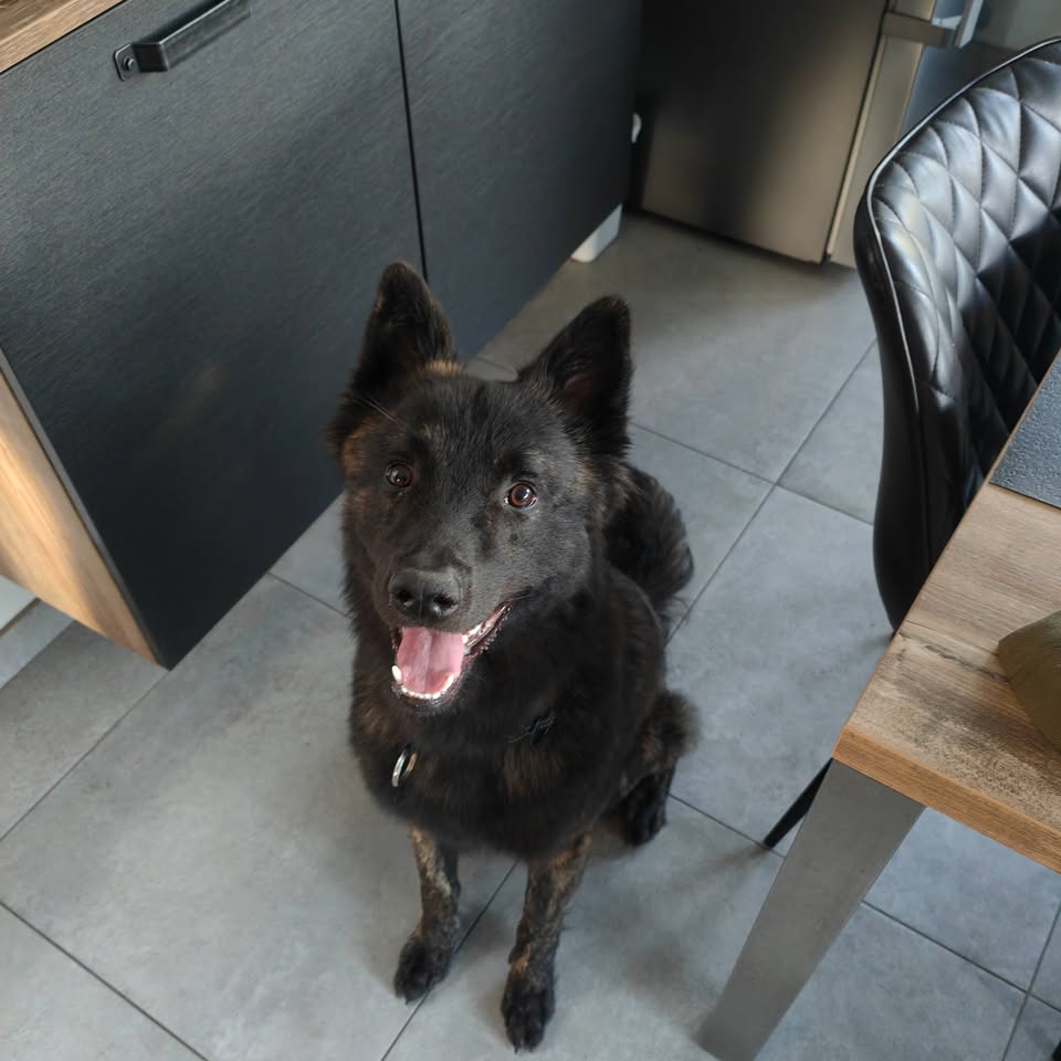 Un chien noir souriant