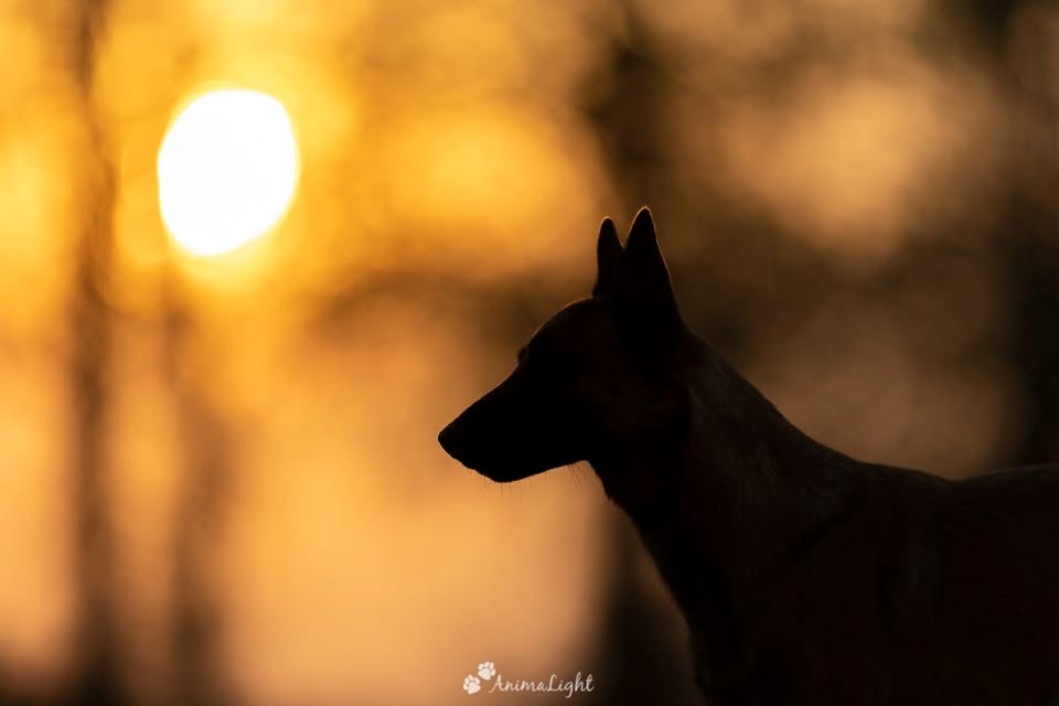 Silhouette d'un chien au coucher du soleil