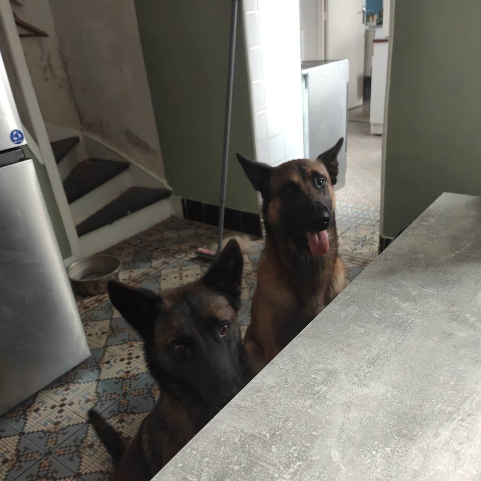 Deux bergers belges attentifs pendant une séance à domicile