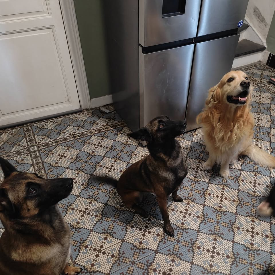 Trois chiens attentifs pendant une séance à domicile